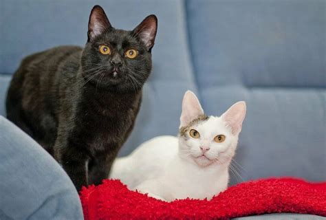 Domestic Shorthair Cat Breed: Personality & Info.